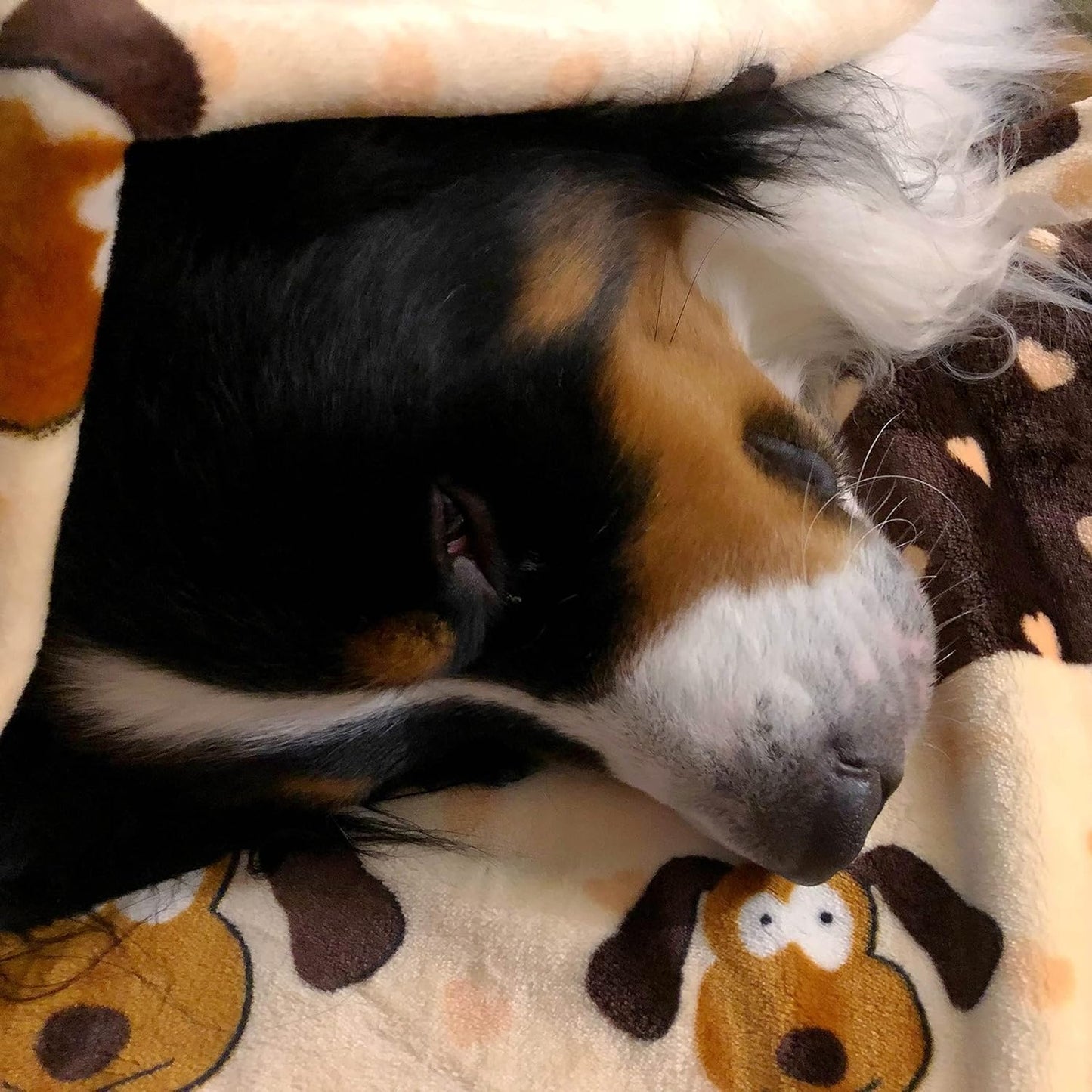 Snuggle Blanket
