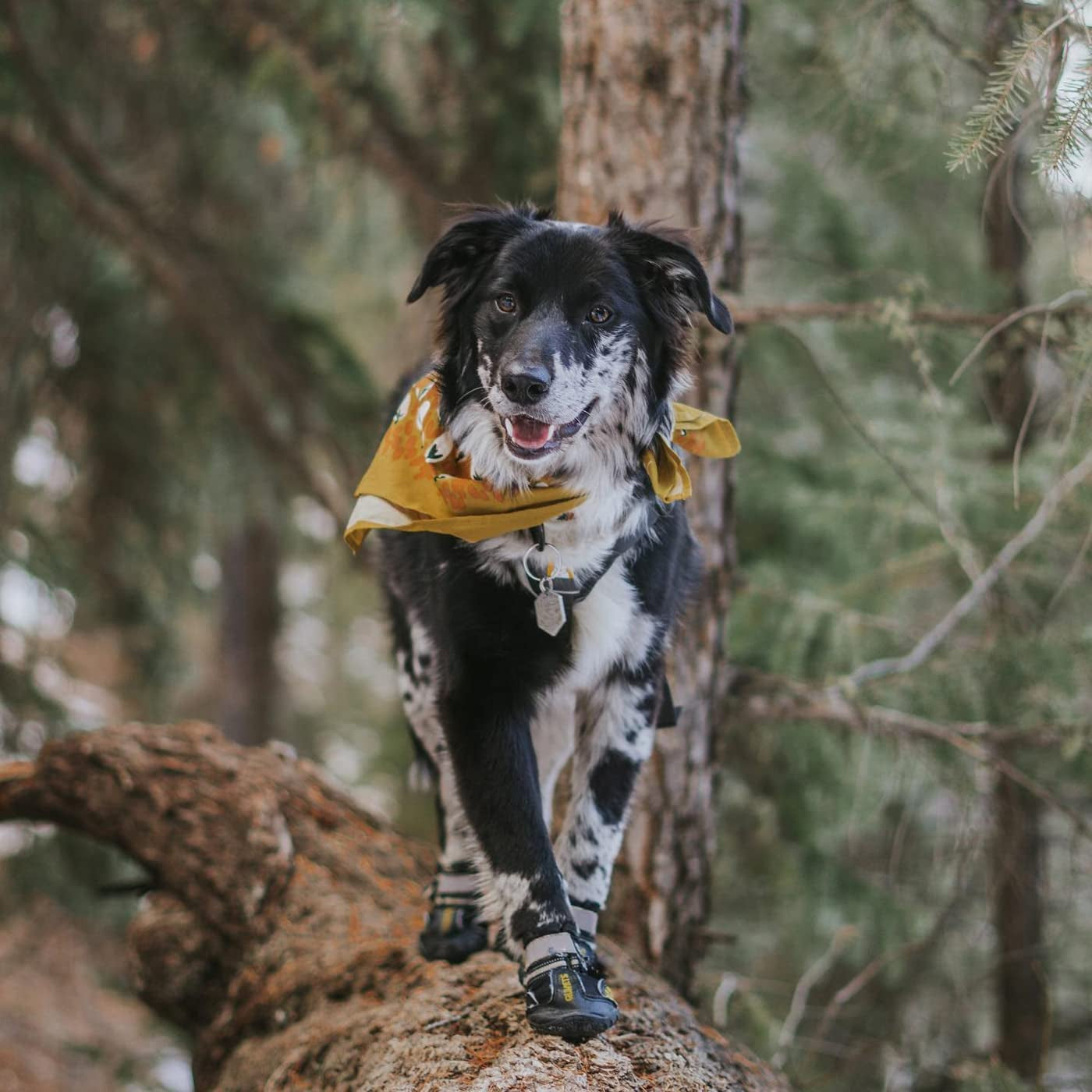 Dog Shoes for Large and Medium Dogs – All-Weather Paw Protectors with Skid-Resistant Sole