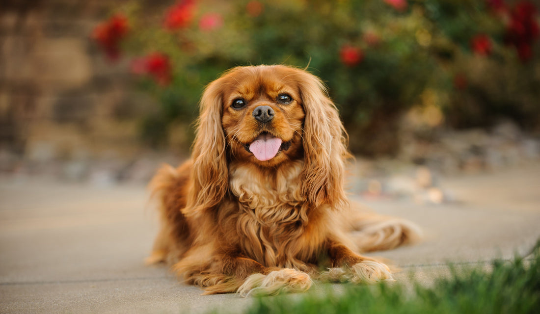 How to Create a Dog-Friendly Space at Home