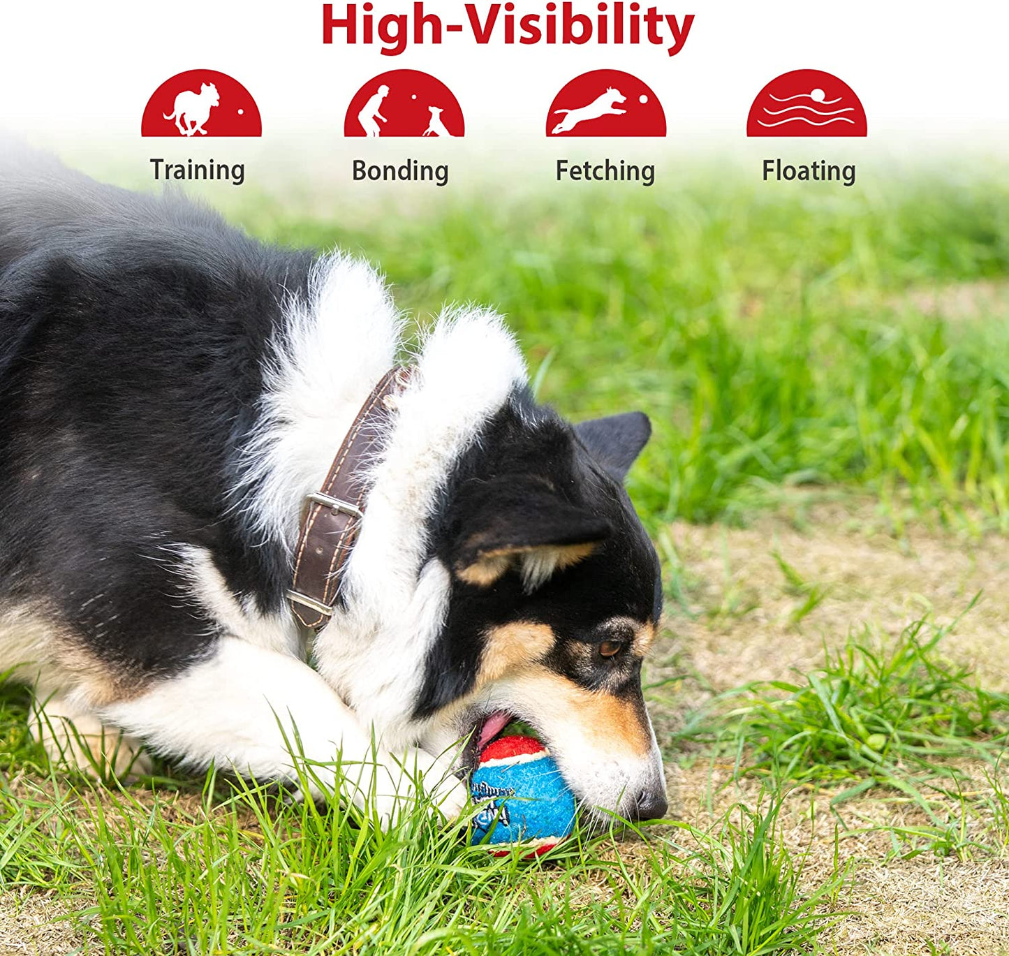 Squeaky Tennis Balls for Dogs – Interactive Fun for Every Breed