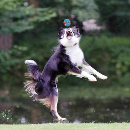 Squeaky Tennis Balls for Dogs – Interactive Fun for Every Breed